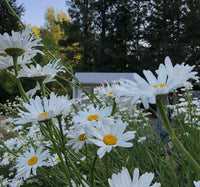 shasta daisy- seed grow kit