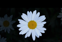 shasta daisy- seed grow kit
