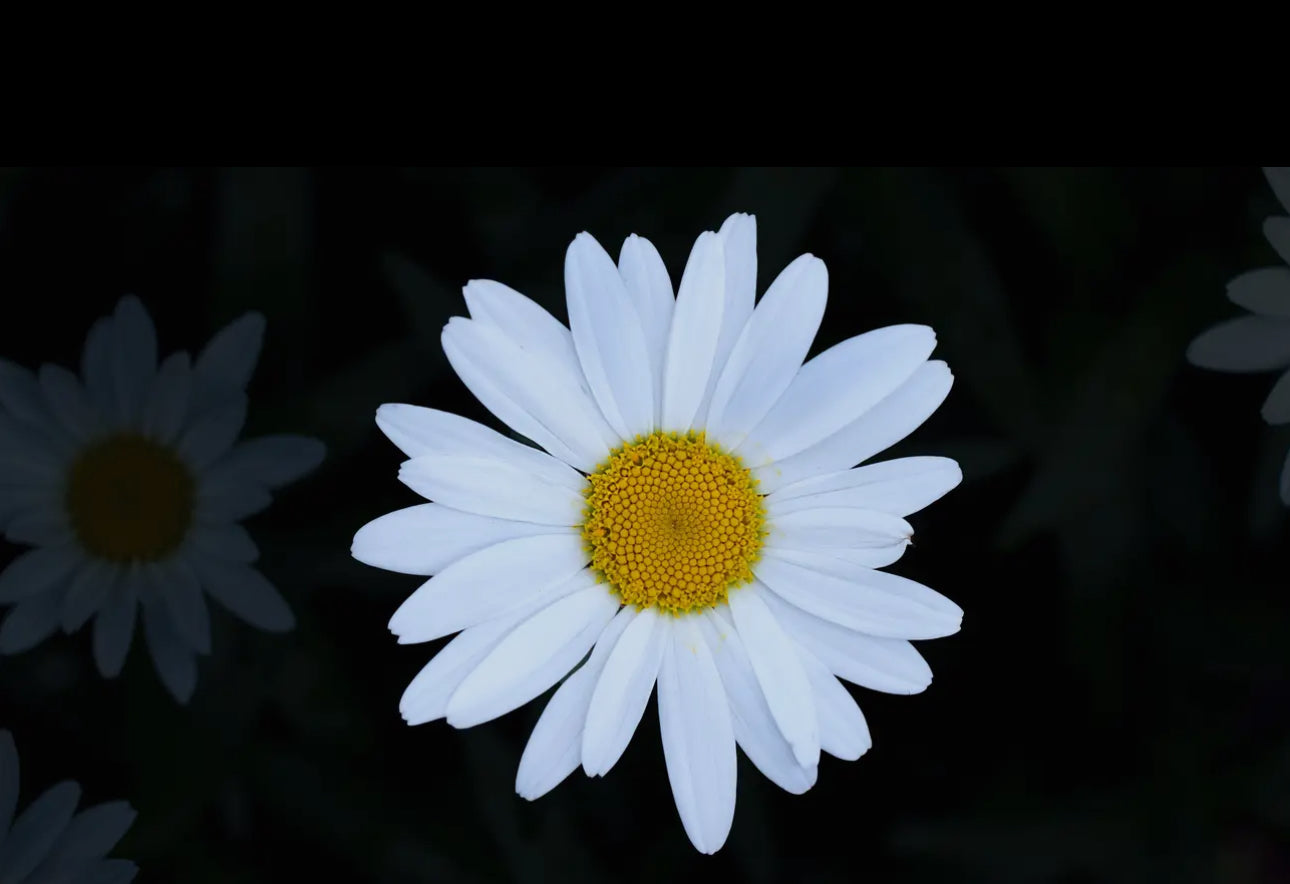 shasta daisy- seed grow kit