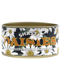 shasta daisy- seed grow kit