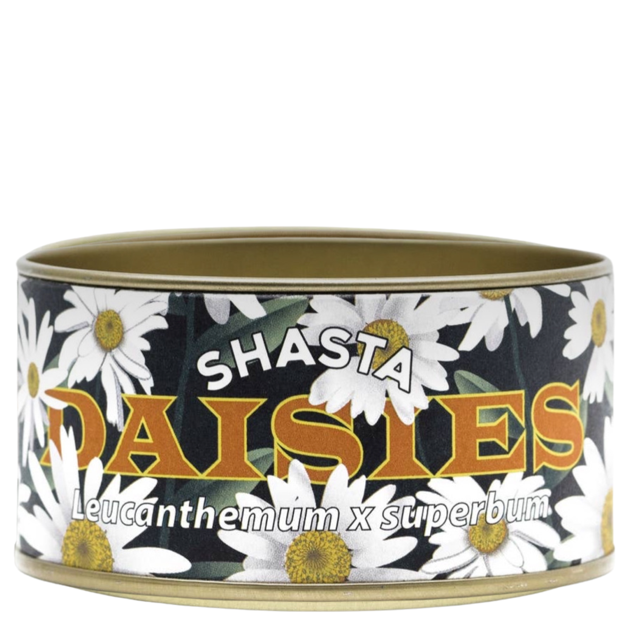 shasta daisy- seed grow kit