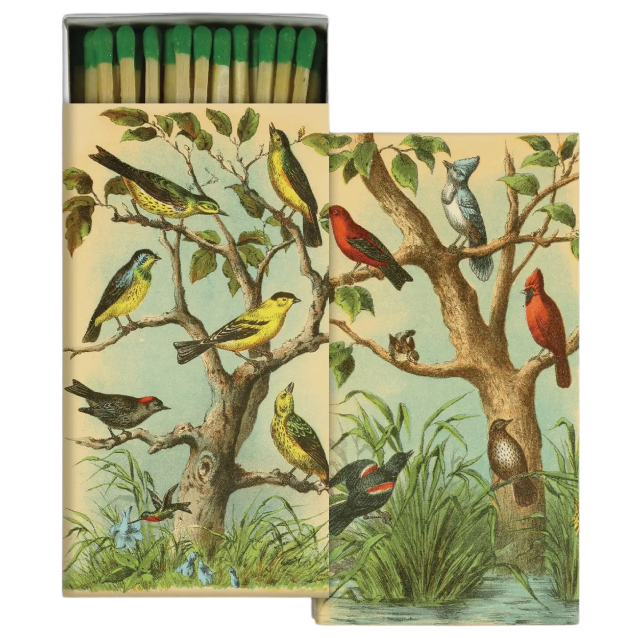 Bird studies : match box