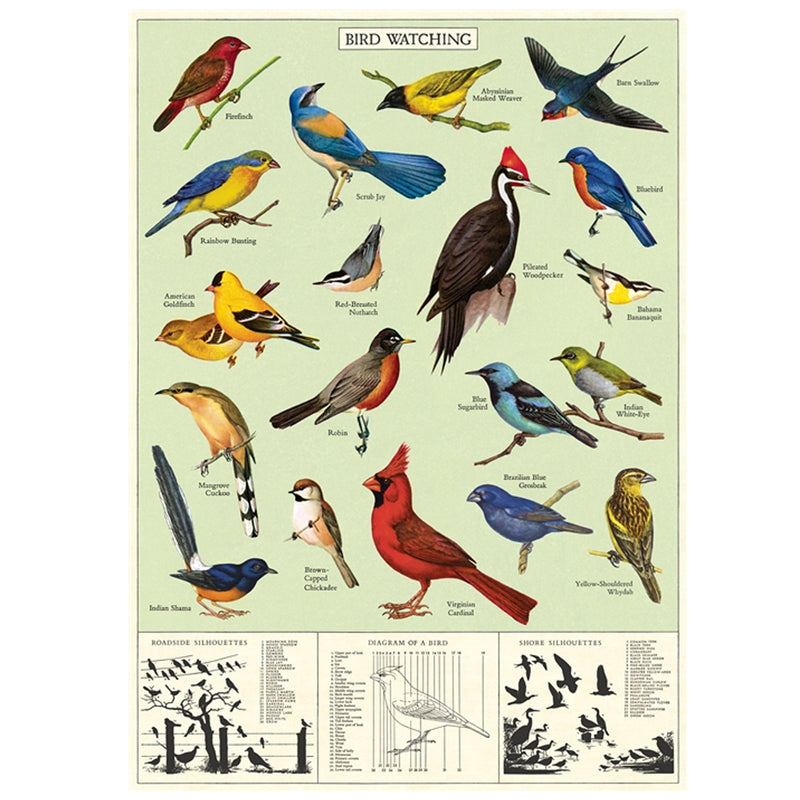 study of birds  Poster