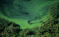 Freshwater