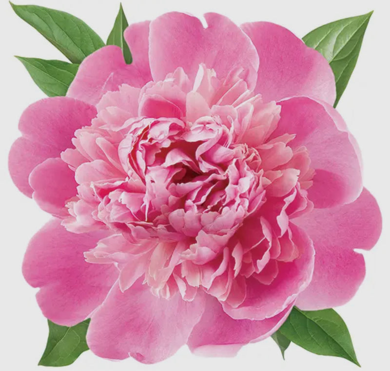 peony - die cut greeting card