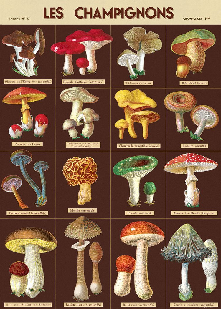 Mushrooms Les Champignons Poster