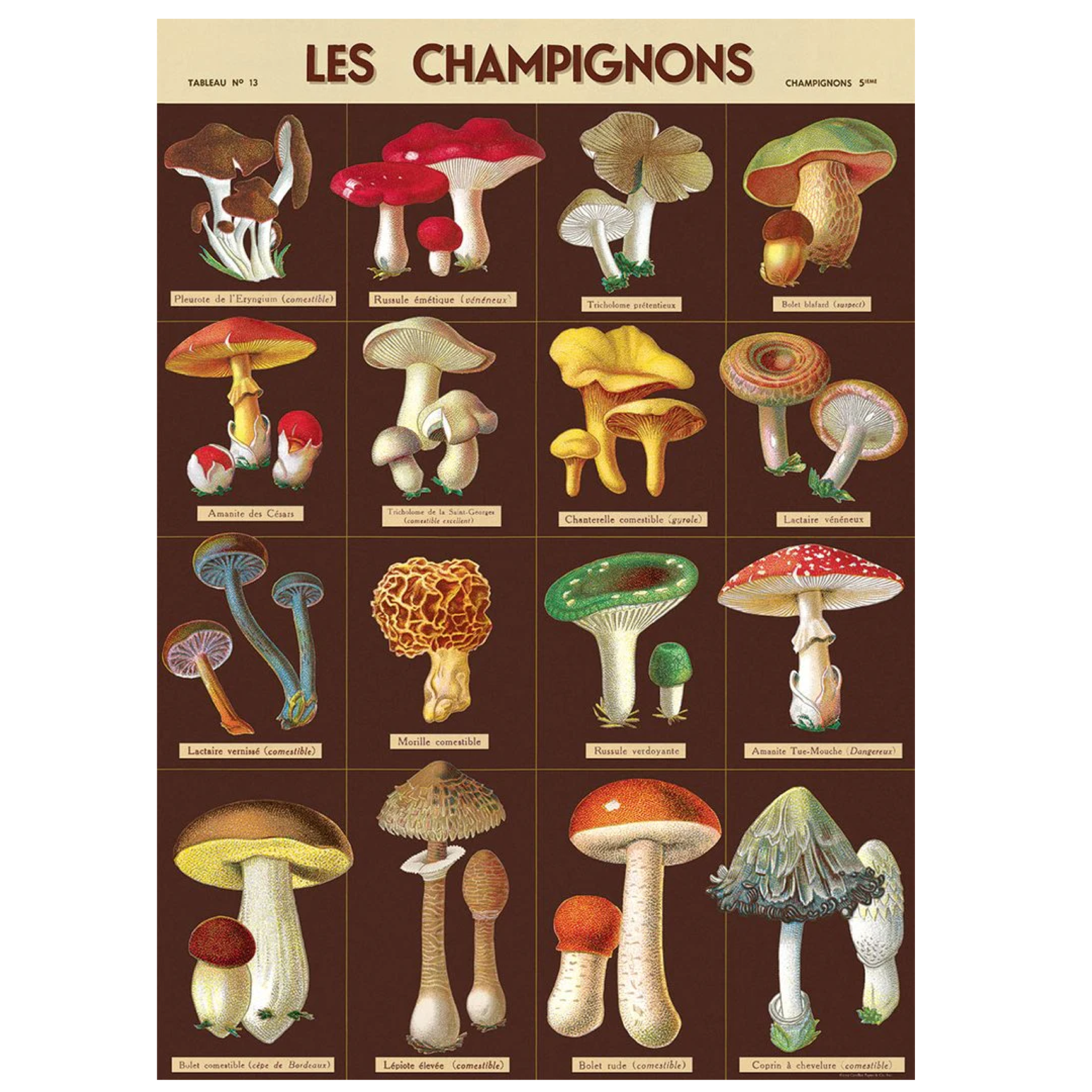 Mushrooms Les Champignons Poster