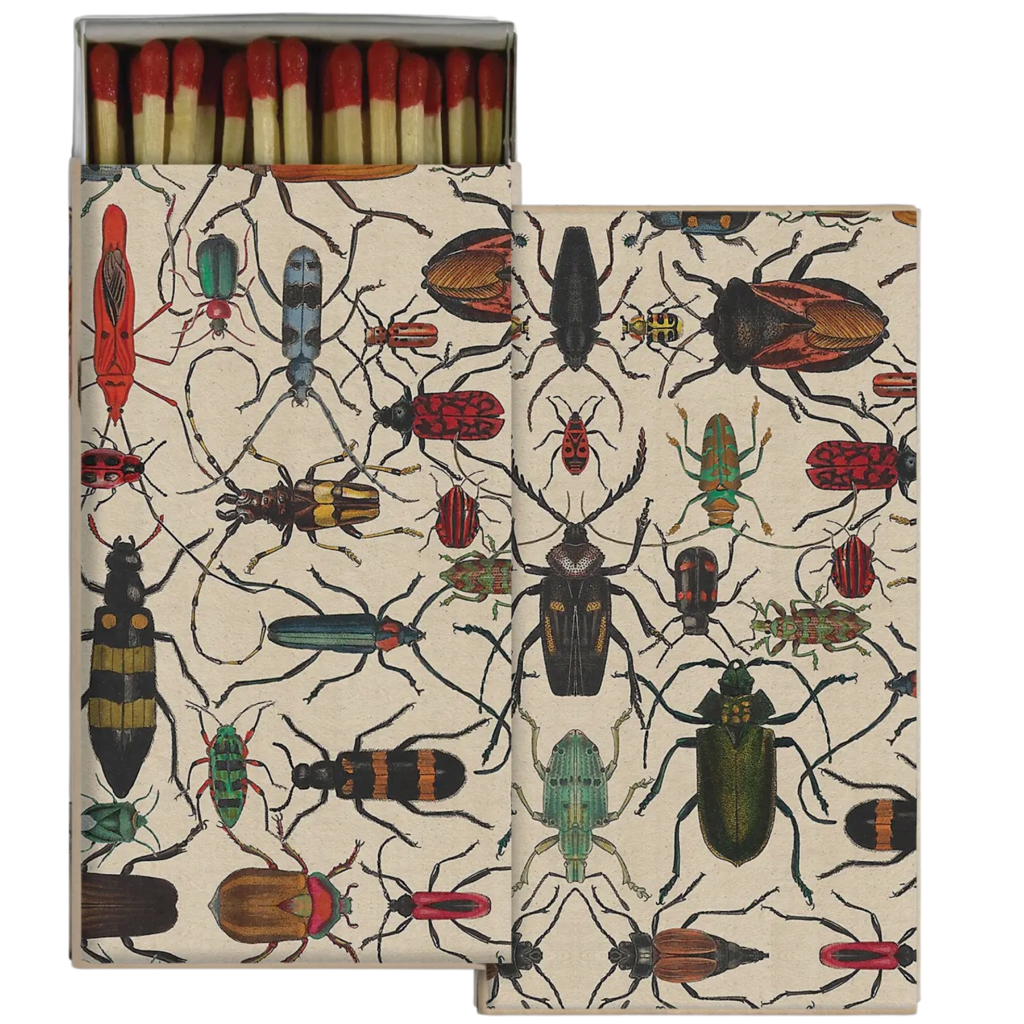 Insects: match box