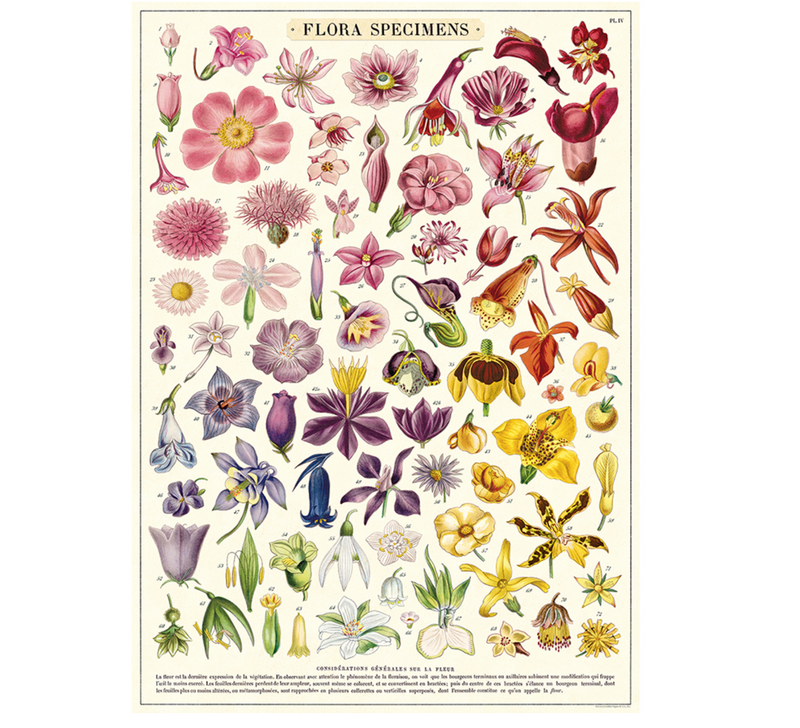 Flora Specimens Poster