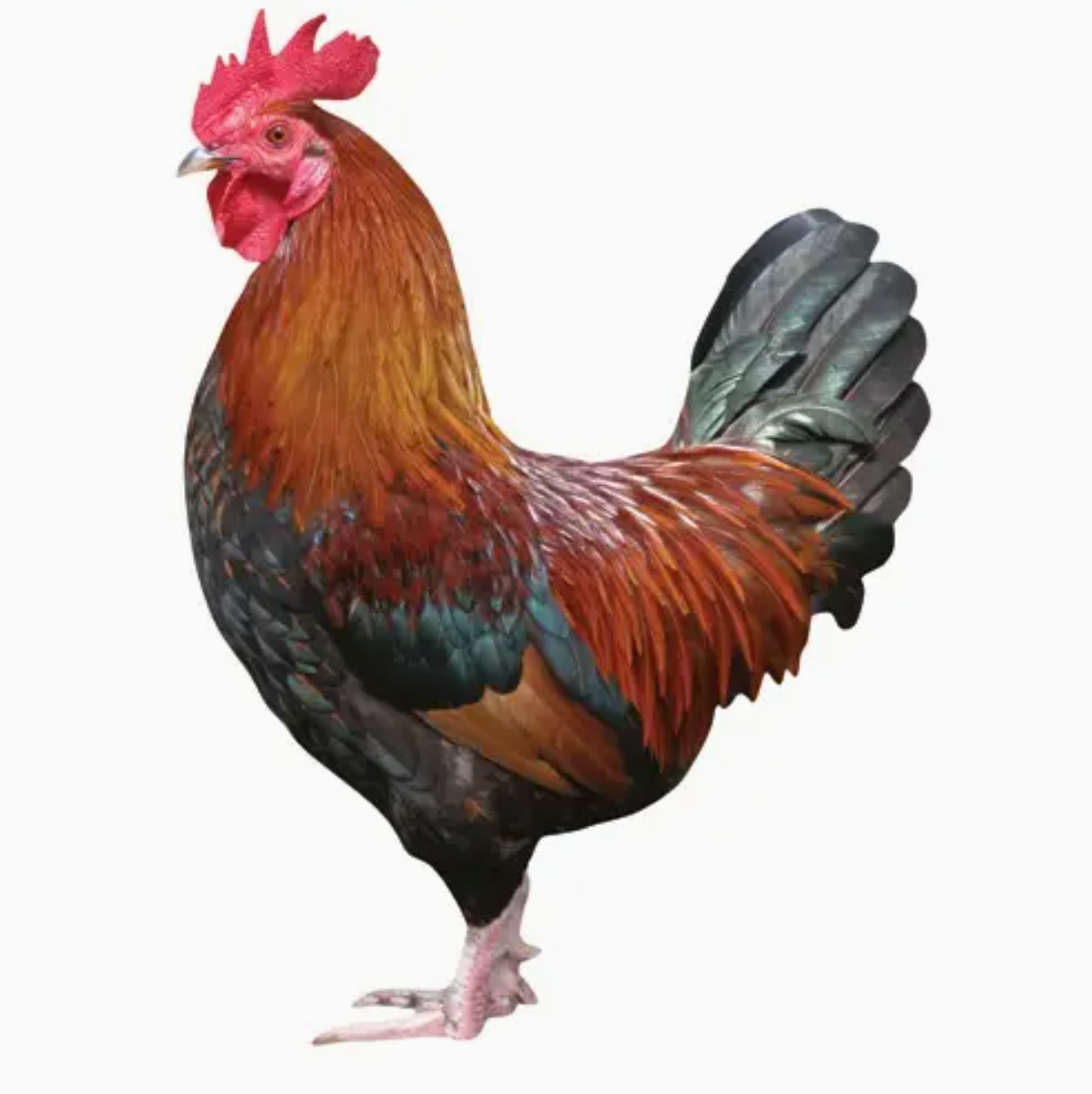 rooster - die cut greeting card