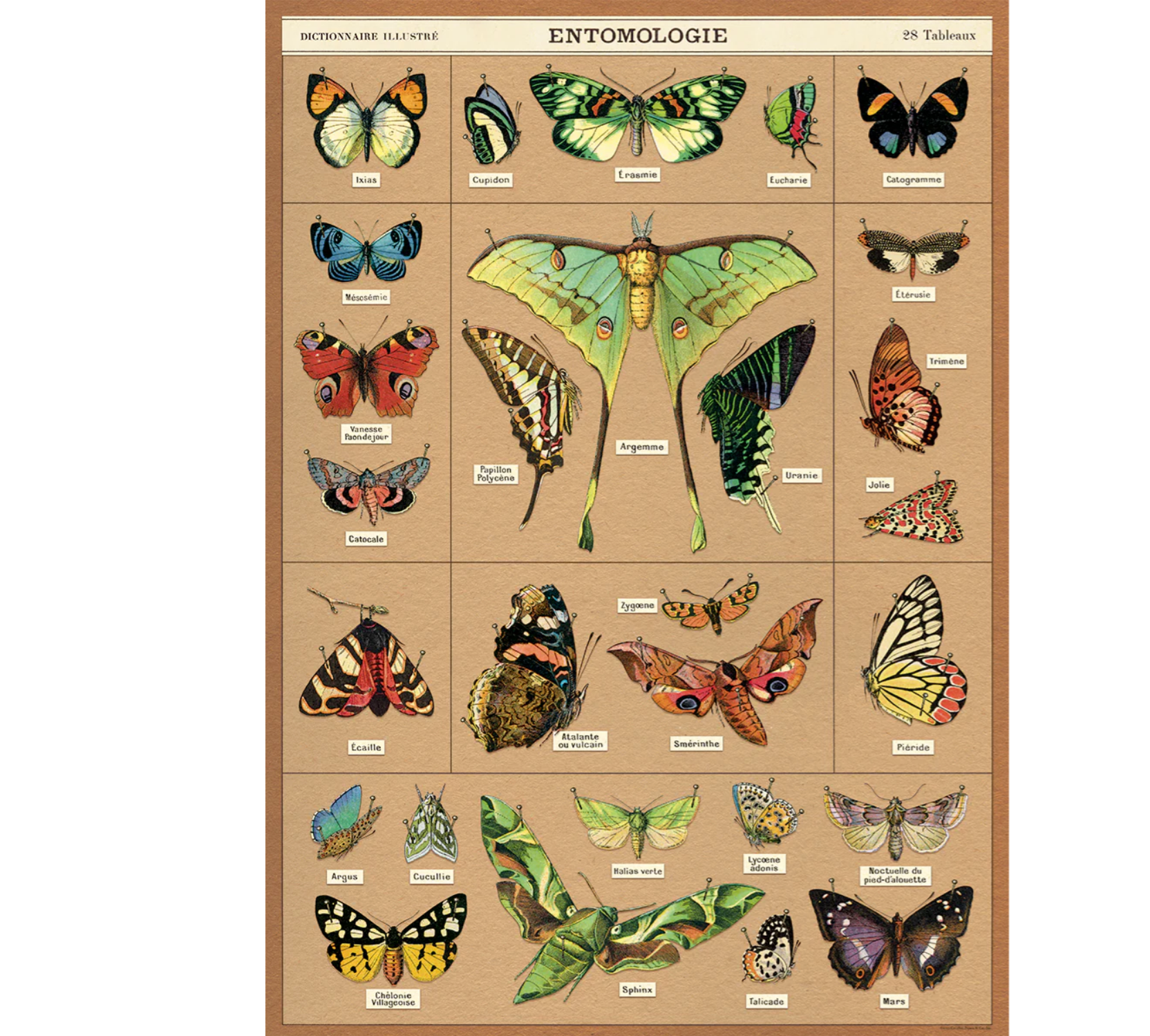 Entomology Poster/  butterflies