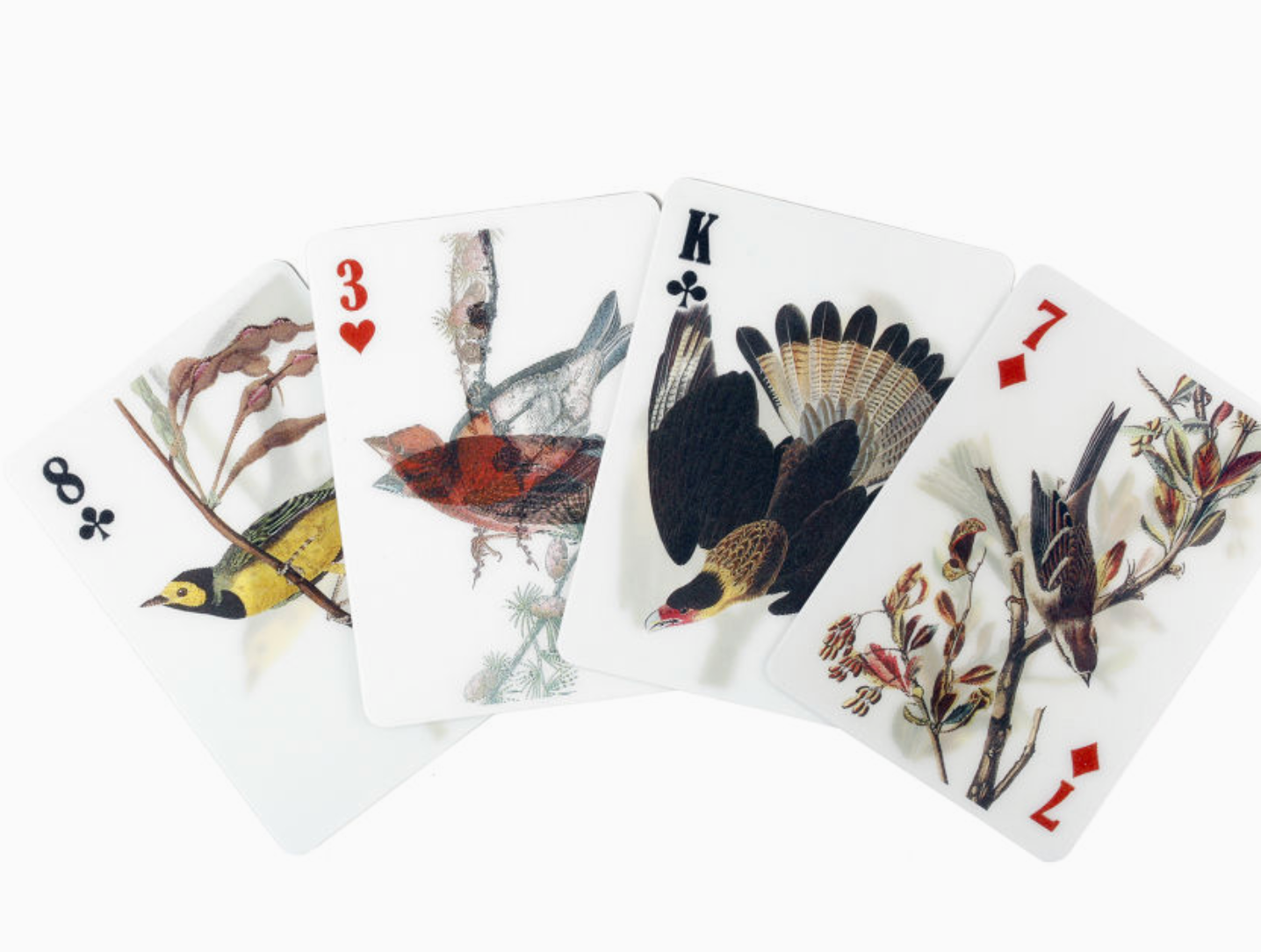 3D birds playing cards