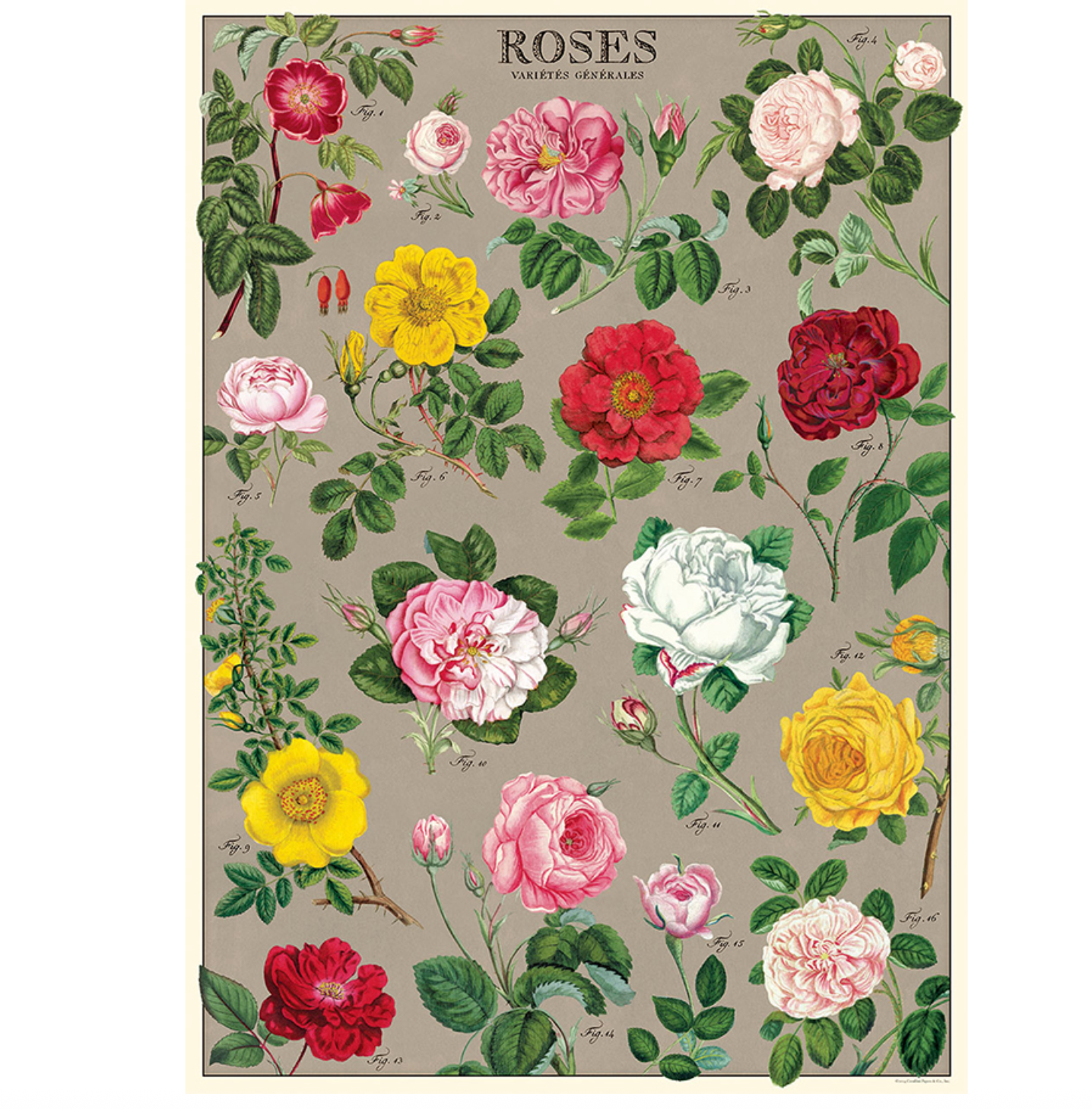 Roses Poster