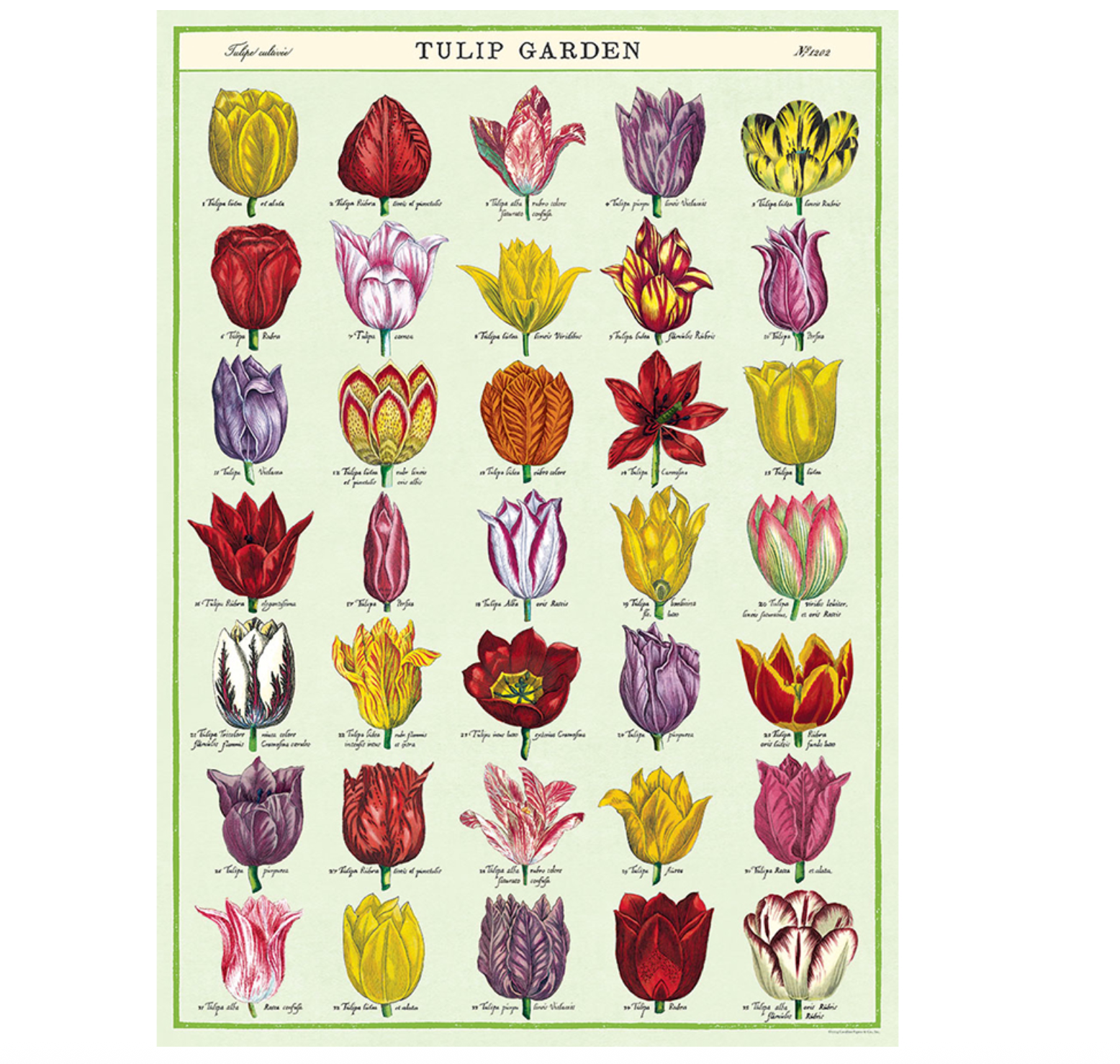 Tulips Poster