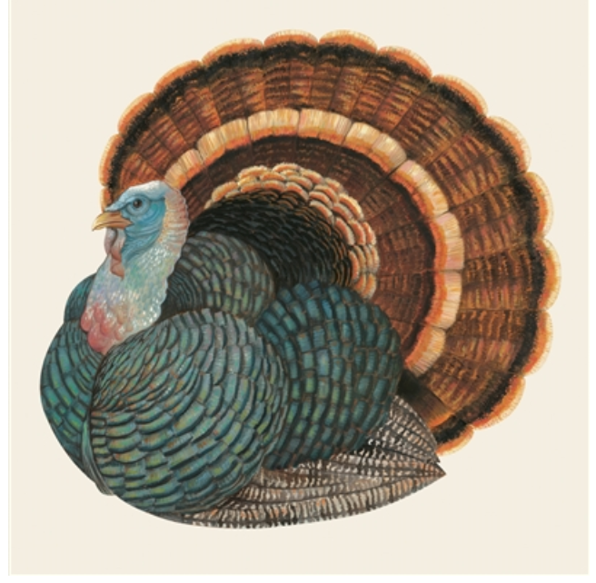 turkey: napkin (+ sizes)