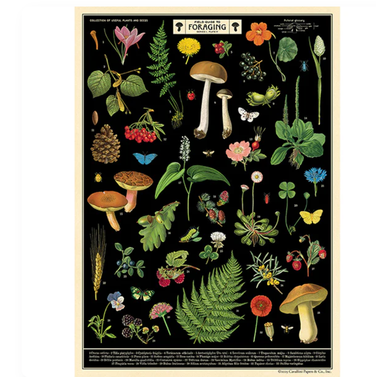 Field Guide to Foraging Poster