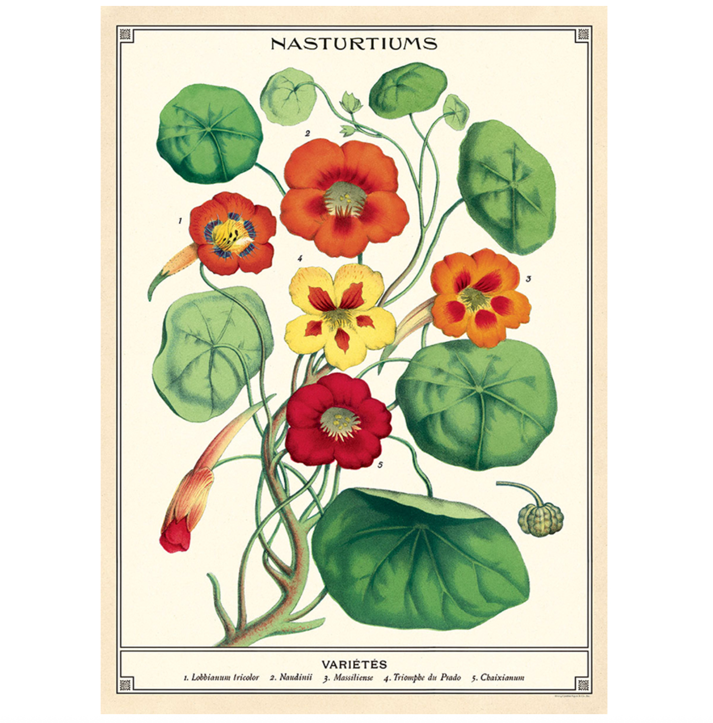 Nasturtiums Poster