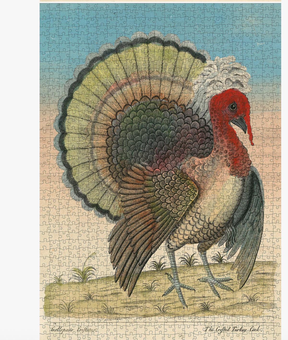 John Derian Paper Goods: Crested Turkey 1,000-Piece Puzzle