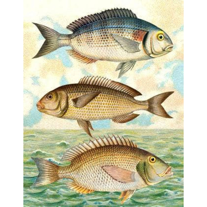 3 fish : greeting card