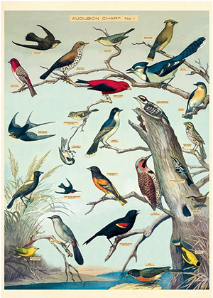 Audubon Birds 1 Poster