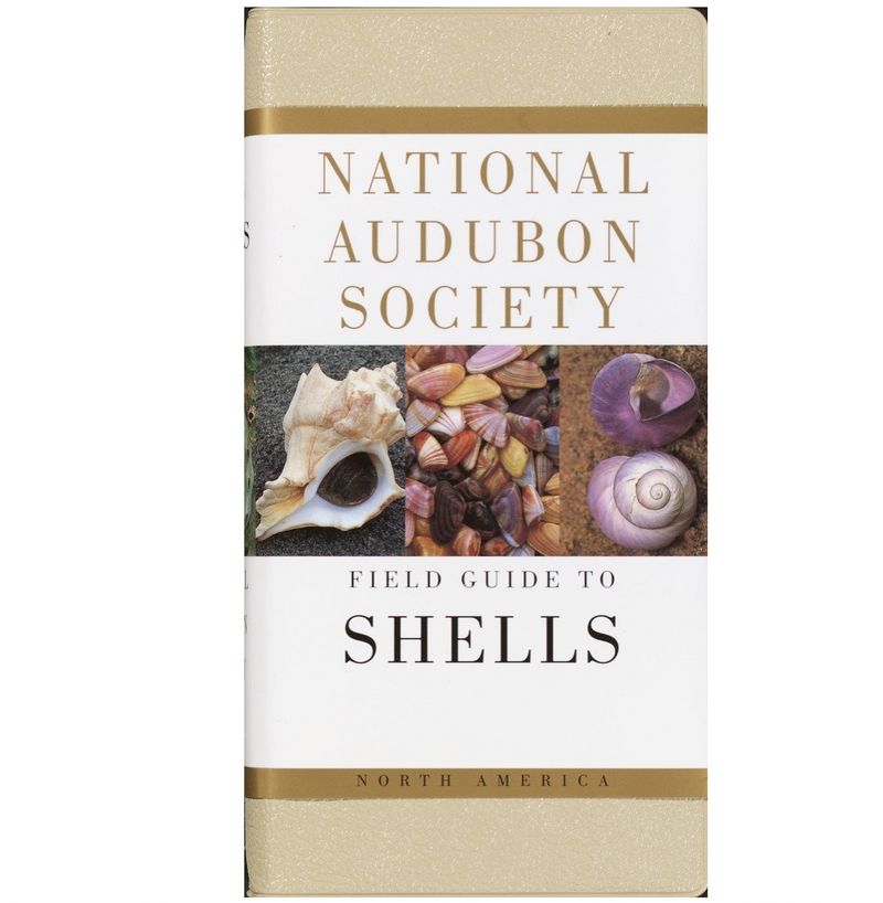 Sea Shells: National Audubon Society Field Guide