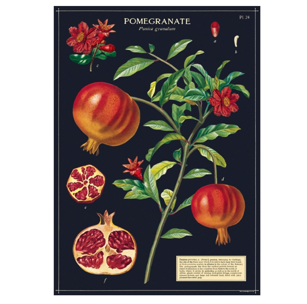 Pomegranate  Poster