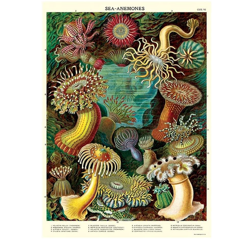 Sea Anemones Poster