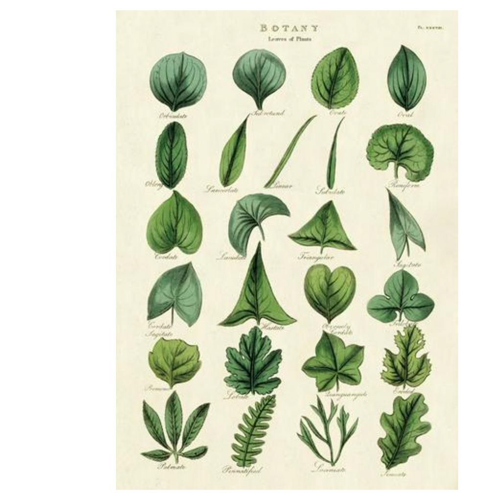 Botany Leaves Poster