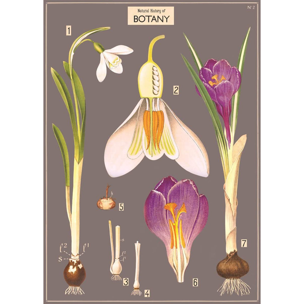 Natural History Botany Poster (disc) – DROOZ + Company