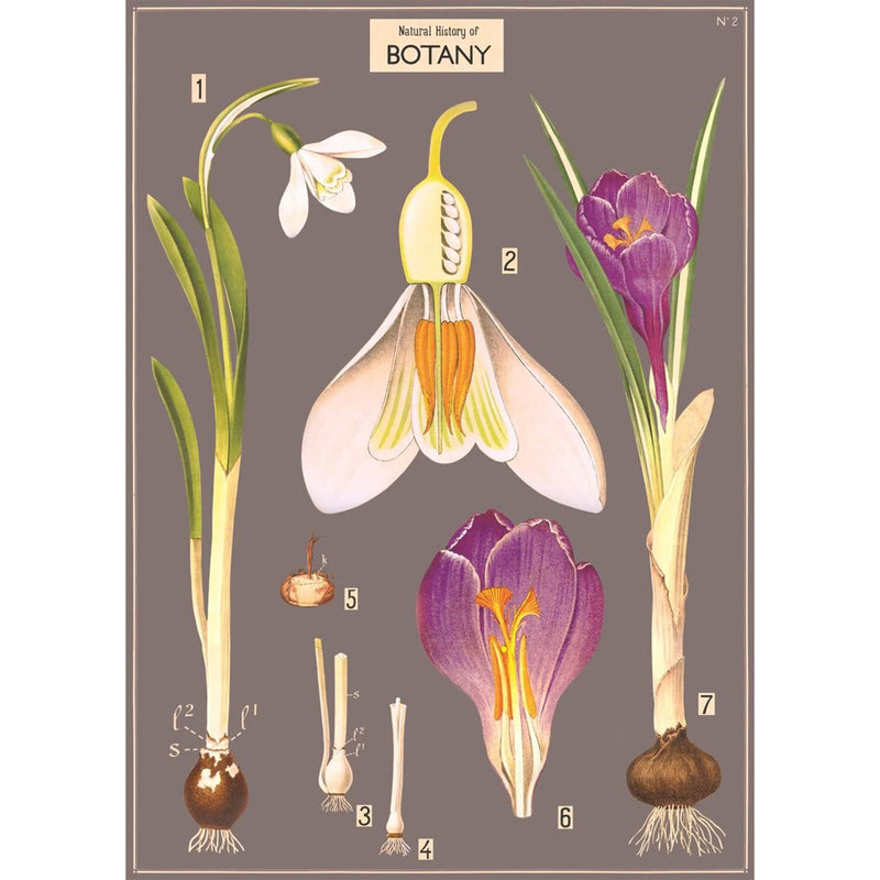 Natural History Botany Poster