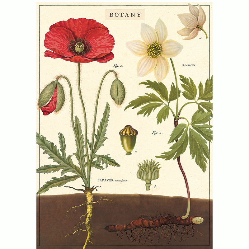 Botany Poster - red flower