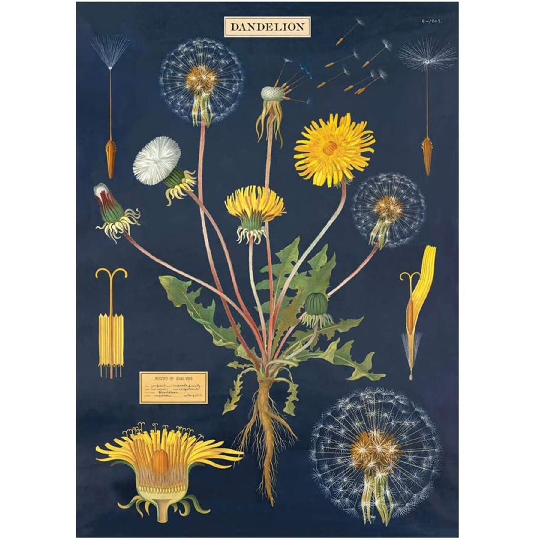 Dandelion Poster