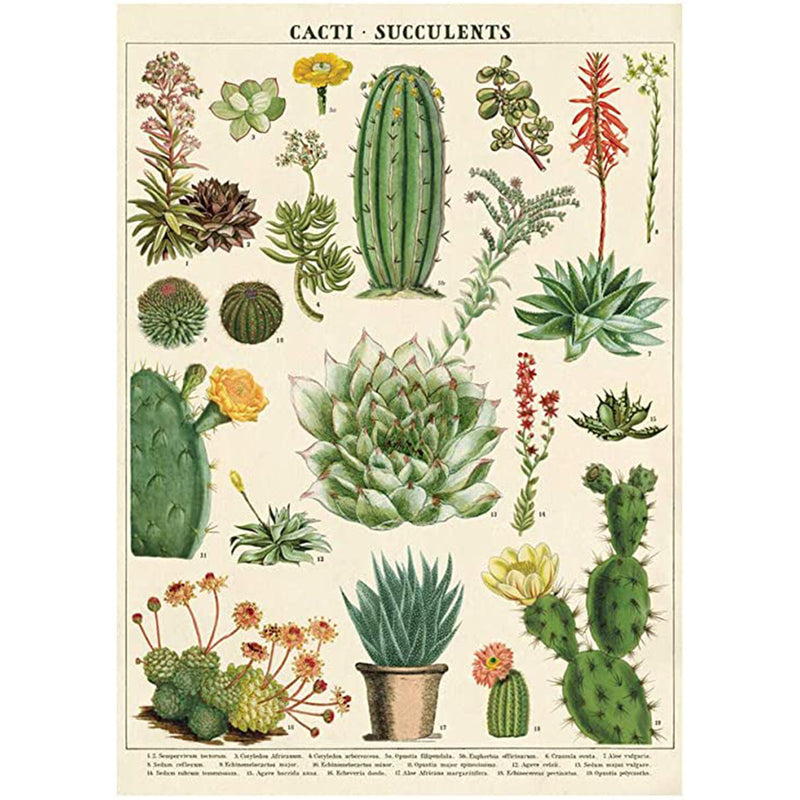 Cacti and Succulents Poster