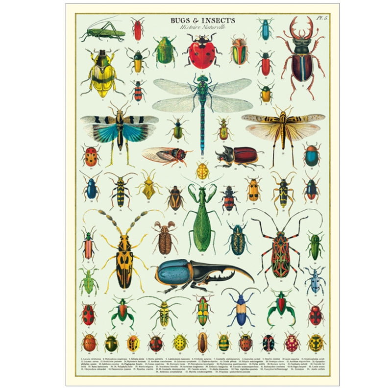 bugs + insects  Poster