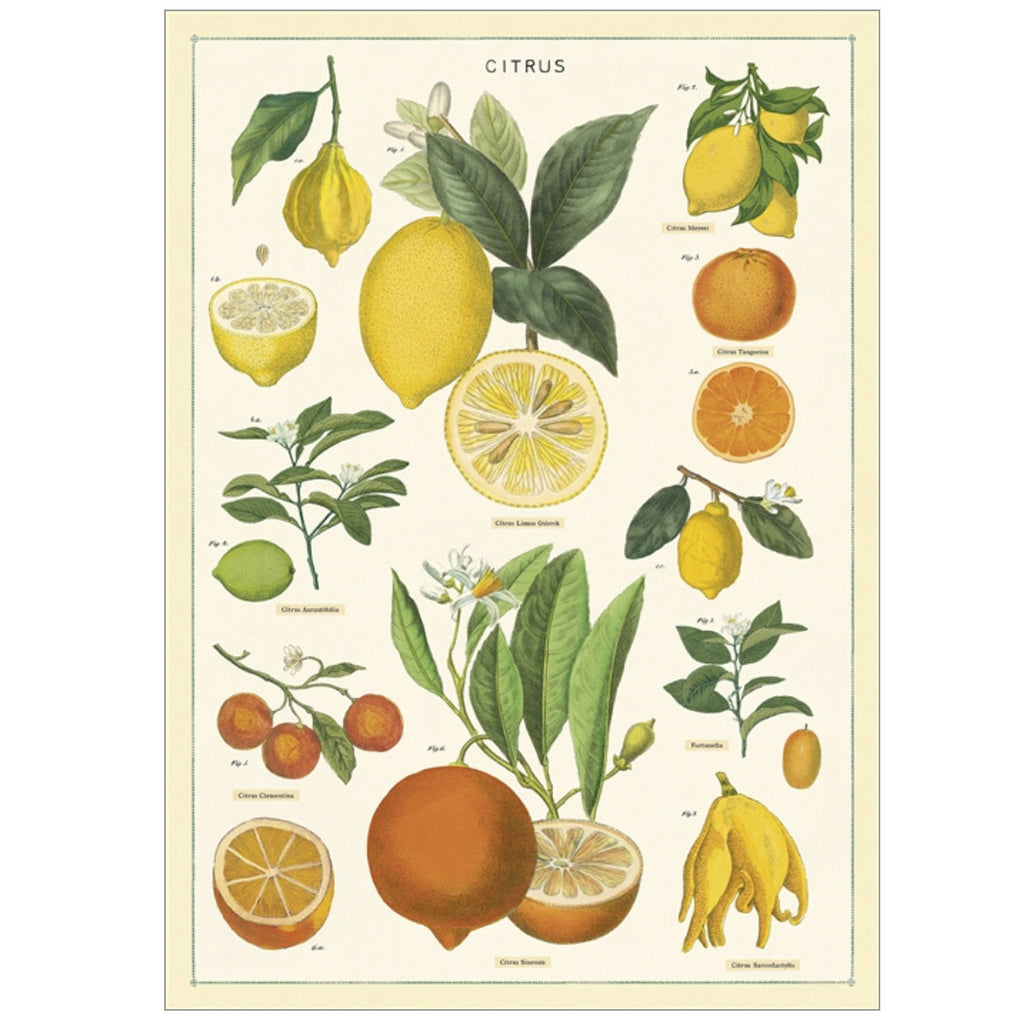 Citrus Poster