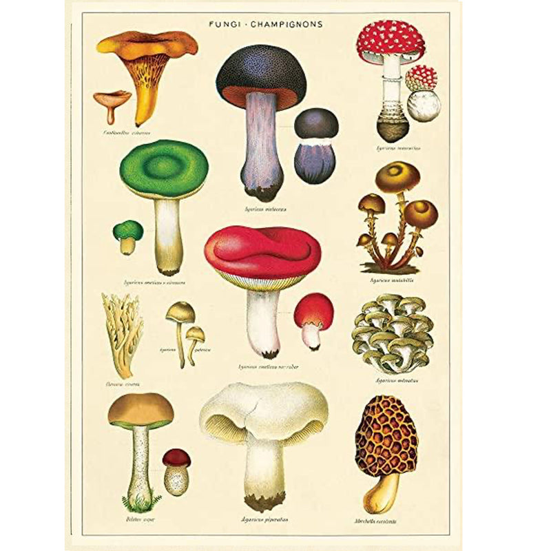 Mushrooms 2  Poster