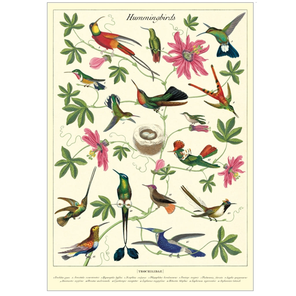 hummingbirds Poster