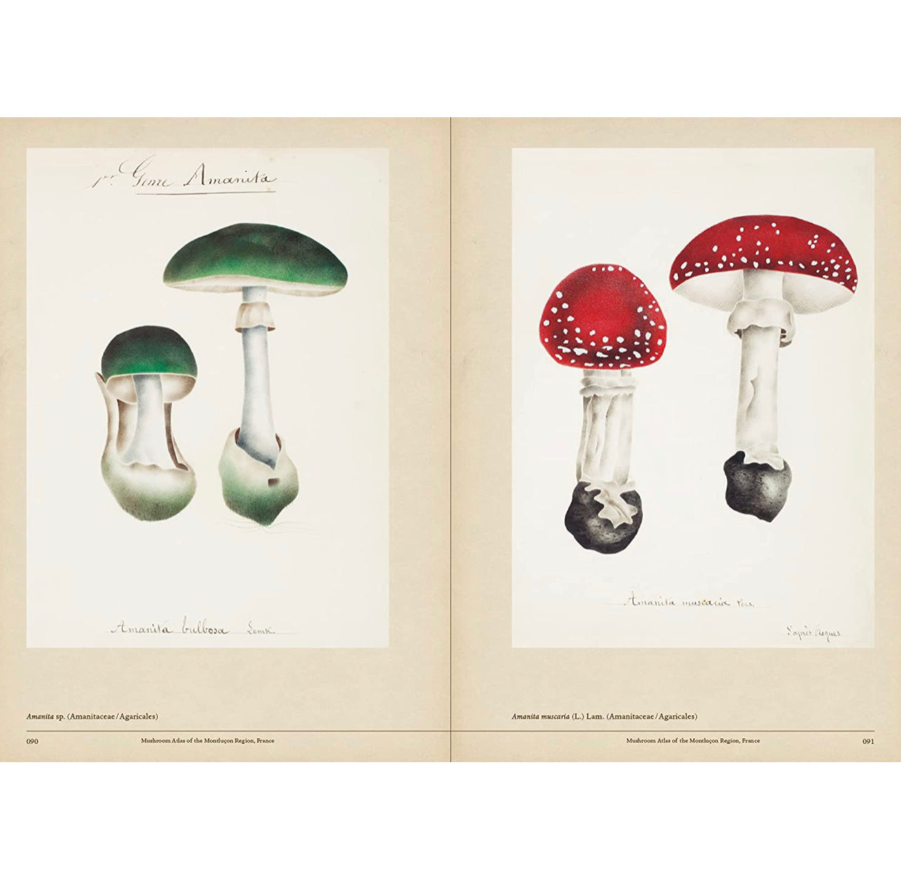 Mushroom Botanical Art