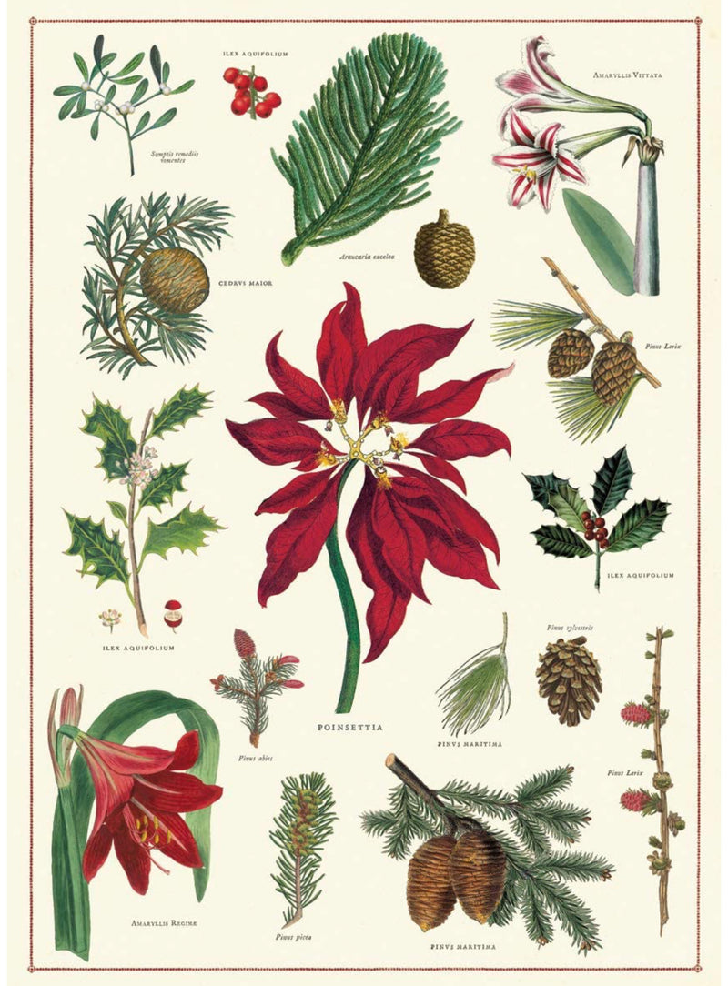 Poinsettia Christmas botanical poster