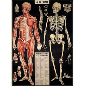 L'Anatomie Poster