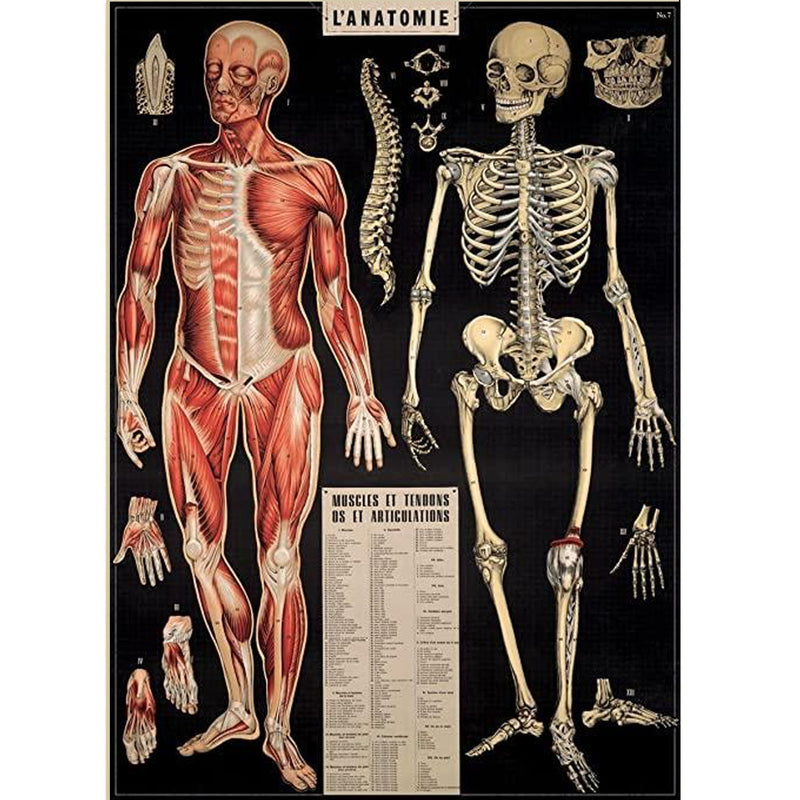L'Anatomie Poster