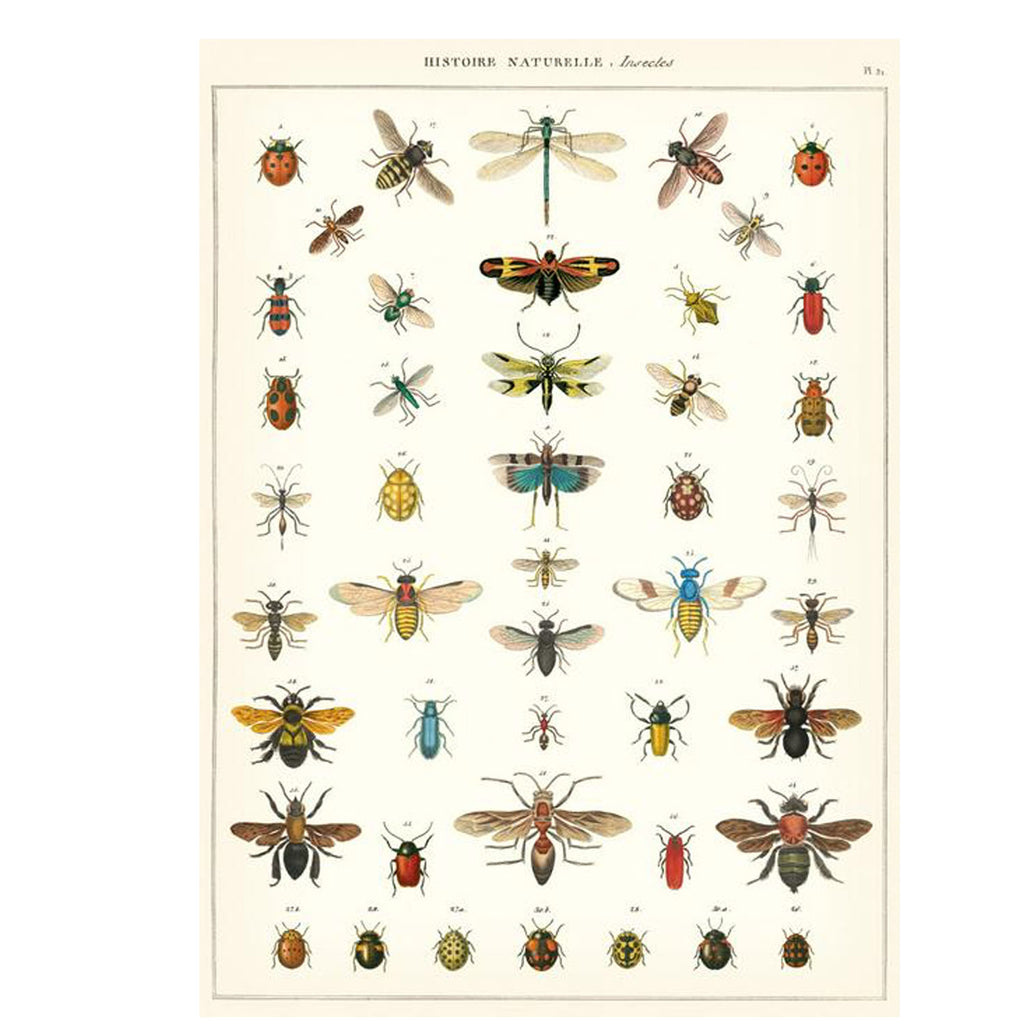 Natural History Insects Poster