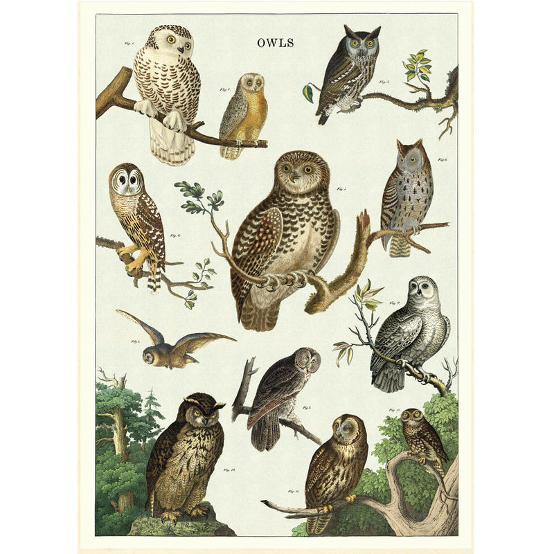 Owl Chart Poster