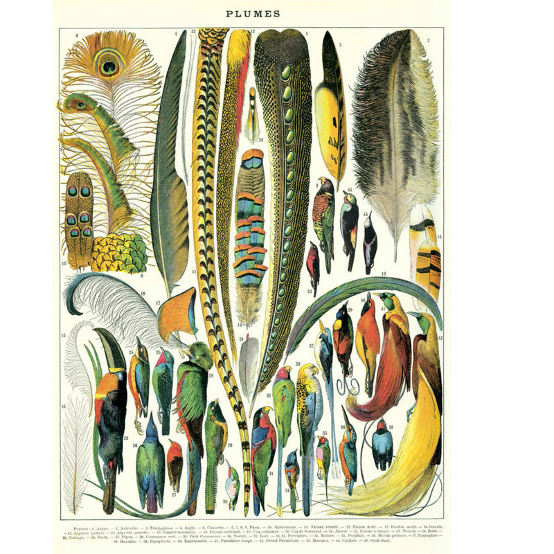 Plumes Poster