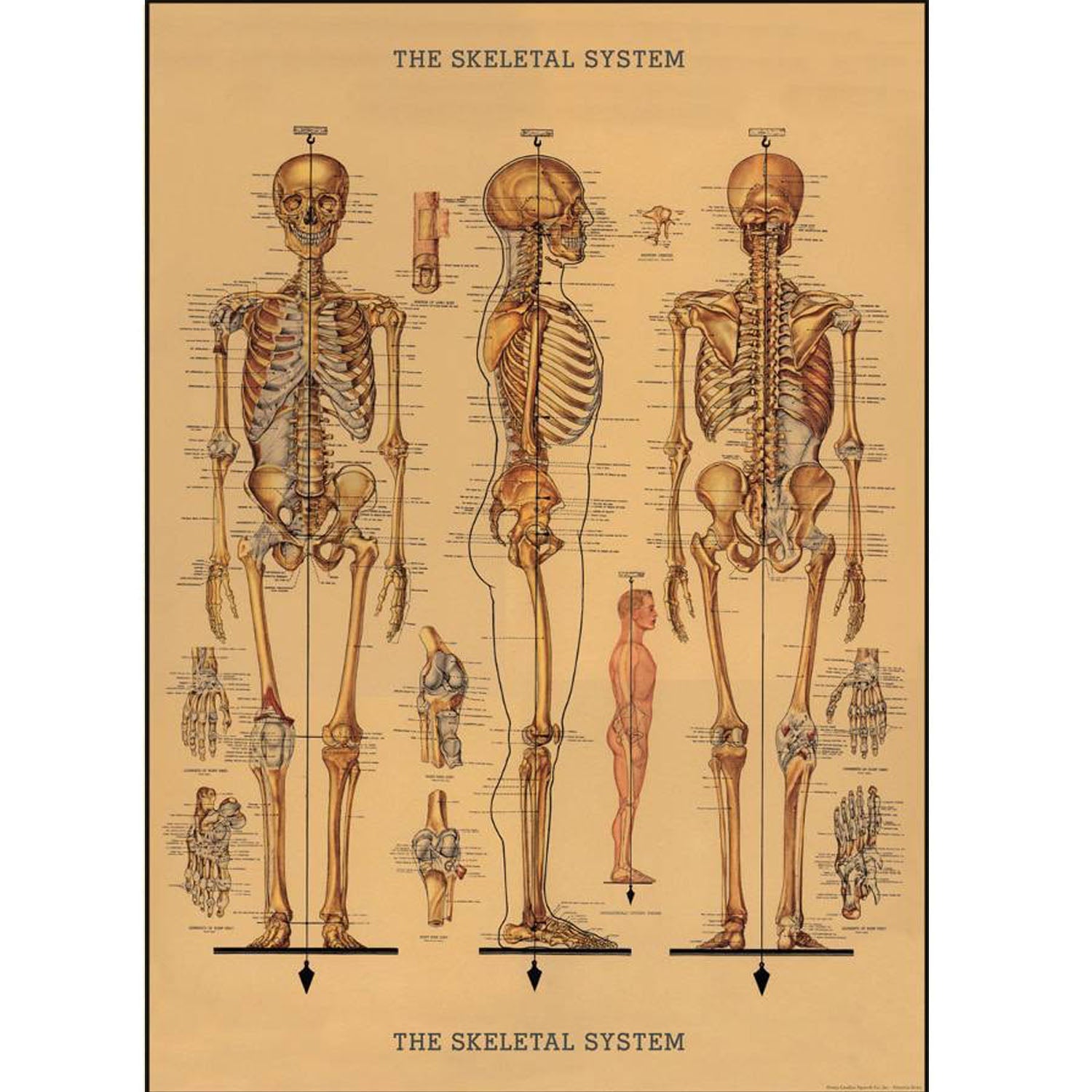 Skeleton Poster
