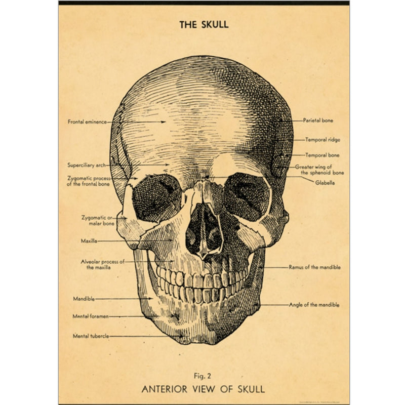 The Skull Poster