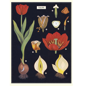 Tulip Poster